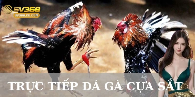 Trực tiếp đá gà cựa sắt: Trải nghiệm online đặc sắc